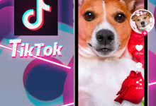 tiktok宠物号的简介要怎么写?tiktok宠物简介爆款文案-飞鸽出海